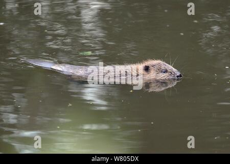 Junge eurasischen Biber (Castor Fiber) kit Schwimmen in der Dämmerung, in der Wildnis geboren am Fluss Otter, Teil einer Freigabe von der Devon Wildlife Trust, Devon, England, UK, August 2015 verwaltet. Stockfoto