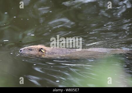 Ohr - Schlagwörter erwachsenen weiblichen Eurasischen Biber (Castor Fiber) Schwimmen auf der River Otter bei Dämmerung, Teil einer Freigabe von der Devon Wildlife Trust, Devon, England, UK, August 2015 verwaltet. Stockfoto