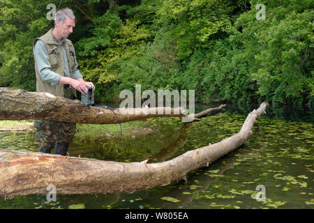 Tom Buckley Einrichten eines Infrarot trailcam auf einer Weide (Salix sp.) von Eurasischen Biber (Castor Fiber) am Ufer des Flusses Otter, Devon, England, UK, Mai gefällt. Model Released. Stockfoto