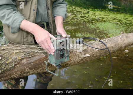 Tom Buckley Einrichten eines Infrarot trailcam auf einer Weide (Salix sp.) von Eurasischen Biber (Castor Fiber) am Ufer des Flusses Otter, Devon, England, UK, Mai gefällt. Model Released. Stockfoto