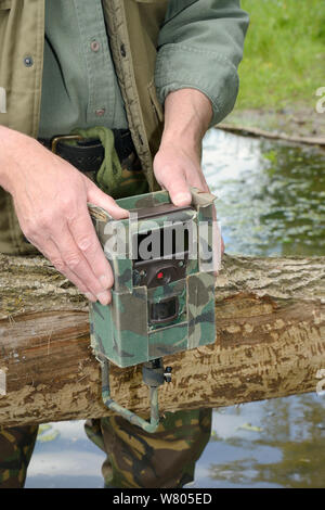 Tom Buckley Einrichten eines Infrarot trailcam auf einer Weide (Salix sp.) von Eurasischen Biber (Castor Fiber) am Ufer des Flusses Otter, Devon, England, UK, Mai gefällt. Model Released. Stockfoto