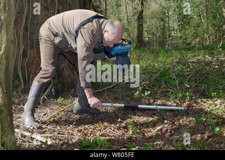 Keith Cohen mit einem radiotracker ein Radio-collared Essbar/Fat Siebenschläfer (Glis Glis) überwintern in ihrem unterirdischen Bau in Wäldern, in denen dieses Europäische Arten eingebürgert hat, Buckinghamshire, UK zu lokalisieren, April, Model Released. Stockfoto