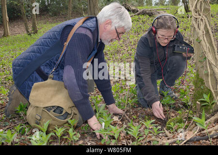 Roger Forellen und Dani Rozycka mit einem radiotracking Kabel ein Radio-collared Essbar/Fat Siebenschläfer (Glis Glis) überwintern in ihrem unterirdischen Bau in Wäldern, in denen dieses Europäische Arten eingebürgert hat, Buckinghamshire, UK zu lokalisieren, April, Model Released. Stockfoto