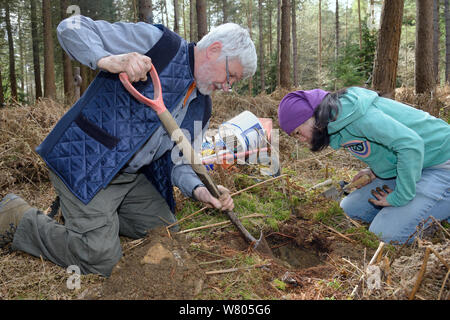 Roger Forellen und Jia Ming Lim Grabungen im Ruhezustand burrow einer Essbar/Fat Siebenschläfer (Glis Glis) in Wäldern, in denen dieses Europäische Arten eingebürgert hat, Buckinghamshire, UK, April, Model Released. Stockfoto