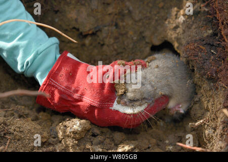 Radio - collared Essbar/Fat Siebenschläfer (Glis Glis) aus seinem Winterschlaf Fuchsbau bei einer Untersuchung in Wäldern, in denen dieses Europäische Arten eingebürgert hat, Buckinghamshire, UK, April getroffen werden. Model Released. Stockfoto