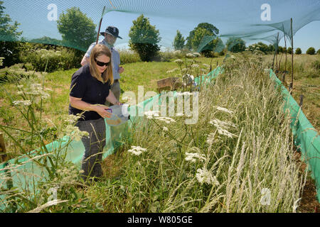 Emily Howard-Williams Inverkehrbringen ein Korn Beschickungsstation mit einer automatischen RFID (Radio Frequency Identification)-Monitor Ernte Mäuse Survey (Micromys Minutus) im Feldgehäuse nach Freigabe, mit James Littlemore auf, Molton, Northampton, UK, Juni 2015 Suche ausgestattet. Model Released. Stockfoto