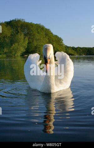 Höckerschwan (Cygnus olor) cob nähert sich im Abendlicht mit seinen Flügeln in einer territorialen Bildschirm erhöht, Coate Water, Wiltshire, UK, Juni. Stockfoto