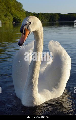 Höckerschwan (Cygnus olor) cob nähert sich im Abendlicht mit seinen Flügeln in einer territorialen Bildschirm erhöht, Coate Water, Wiltshire, UK, Juni. Stockfoto