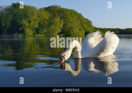 Höckerschwan (Cygnus olor) cob Trinken im Abendlicht mit seinen Flügeln in einer territorialen Bildschirm erhöht, Coate Water, Wiltshire, UK, Juni. Stockfoto