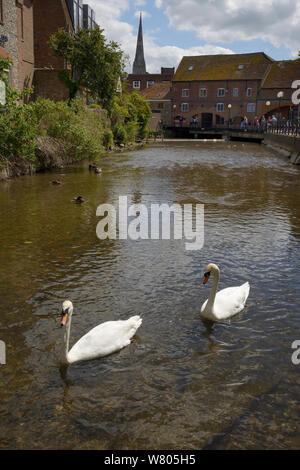 Höckerschwan (Cygnus olor) Baden am Fluss Avon, Salisbury mit der Kathedrale im Hintergrund, Wiltshire, UK, Juni. Stockfoto