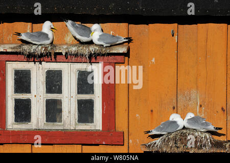 Dreizehenmöwen (Rissa Tridactyla) nisten an Wand des Hauses, Vardo Stadt Varanger-Halbinsel, Norwegen, März. Stockfoto
