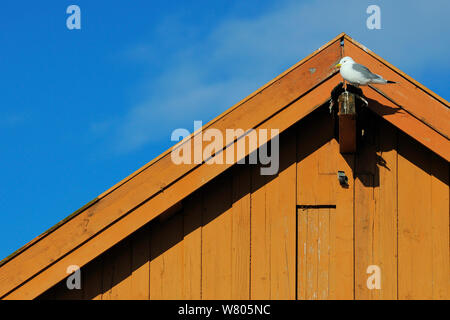 Dreizehenmöwe (Rissa tridactyla) Verschachtelung auf Hauswand, Stadt, Varangerhalvøya Vardø, Norwegen, März. Stockfoto