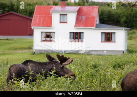 Europäische Elch Stiere zu Fuß vorbei an Häusern, Nordland, Norwegen (Alces alces). Juli. Stockfoto