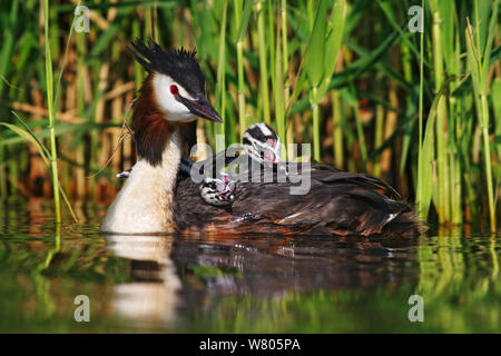 Haubentaucher (Podiceps cristatus) zwei Küken auf der Rückseite, die Niederlande, Stockfoto