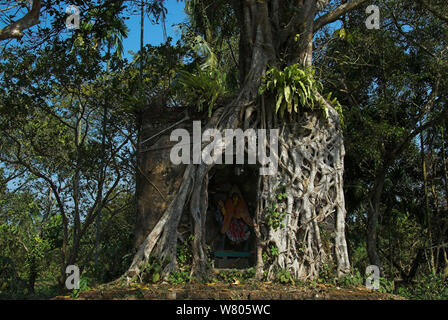 Hinduistische Heiligtum der Göttin Sitala überwuchert von den Wurzeln eines indischen Banyan Tree (Ficus benghalensis), West Bengal, Indien. Januar. Stockfoto