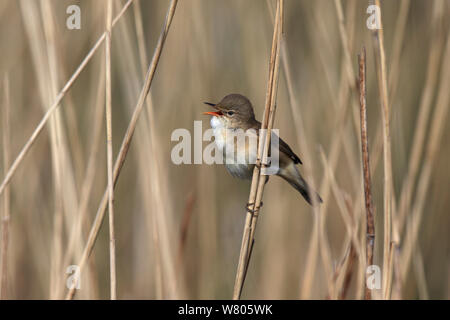 Teichrohrsänger (Acrocephalus scirpaceus) Gesang, auf Reed, Norfolk, England, Kann thront. Stockfoto