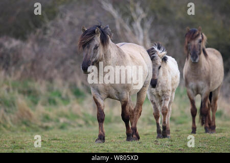 Konik Pony (Equus ferus Caballus) Gruppe von drei zusammen wandern, Suffolk, England, UK, April. Stockfoto