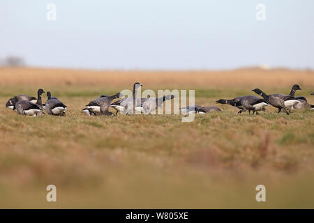 Dark-bellied Ringelgans (Branta bernicla bernicla) Gruppe der Nahrungssuche im Feld, Norfolk, UK, März. Stockfoto