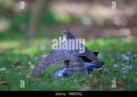 Sperber (Accipiter nisus) Helmdecke Lager Taube (Columba oenas) Beute, Norfolk, England, UK, April. Stockfoto