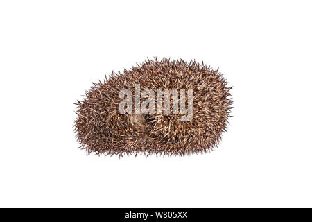 Igel (Erinaceus europaeus) rollte in Ball, Barnt Green, Worcestershire, England, UK, Mai. Stockfoto