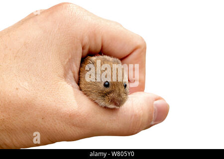 Bank vole (Clethrionomys glareolus) in der Hand hielt, Barnt Green, Worcestershire, England, Großbritannien, Juli. Stockfoto