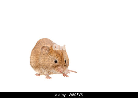 Bank vole (Clethrionomys glareolus) Barnt Green, Worcestershire, England, Großbritannien, Juli. Stockfoto