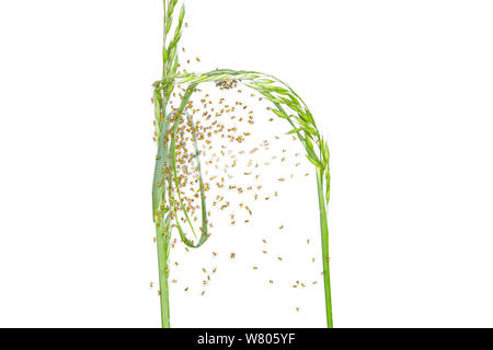 Cluster der Europäischen Gartenkreuzspinne (Araneus diadematus) spiderlings wenige Tage nach dem Schlüpfen, Barnt Green, Worcestershire, England, UK, Juni. Stockfoto