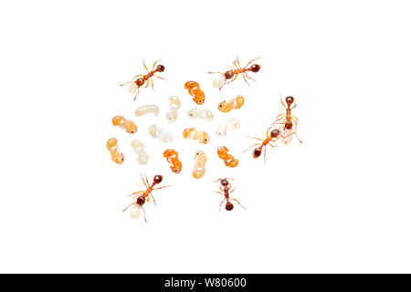 Red Ant (Myrmica rubra) Arbeitnehmer Ameisen an Larven und Puppen, Barnt Green, Worcestershire, England, UK, August. Stockfoto