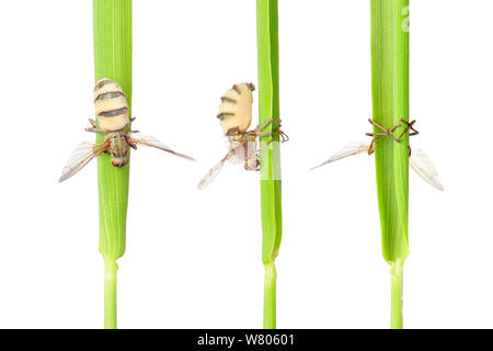 Gelb Mist fliegen (Scathophaga Stercoraria) durch pathogene Pilze der Fliegen getötet (Entomophthora muscae) Vegetation mit Pilzen Fruchtkörper aus aus seinem Bauch festhalten. Worcestershire, Großbritannien, Juni. Stockfoto