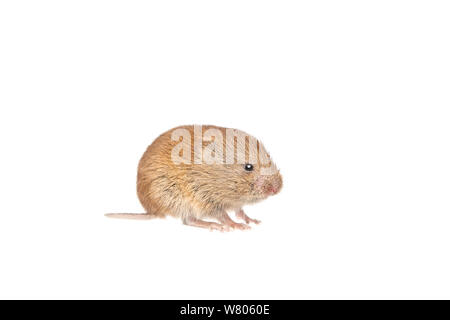 Bank vole (Clethrionomys glareolus) im Garten, Barnt Green, Worcestershire, Großbritannien Stockfoto