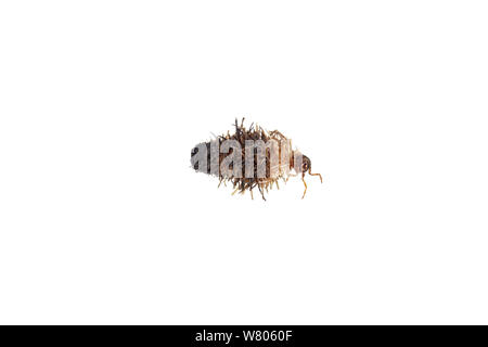 Caddisfly (Trichoptera) Larve mit Zweig. Worcestershire, Großbritannien, Mai. Stockfoto