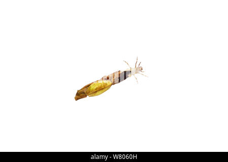 Caddisfly (Trichoptera) Larve mit Blatt und Zweig, Fall, Worcestershire, Großbritannien Stockfoto