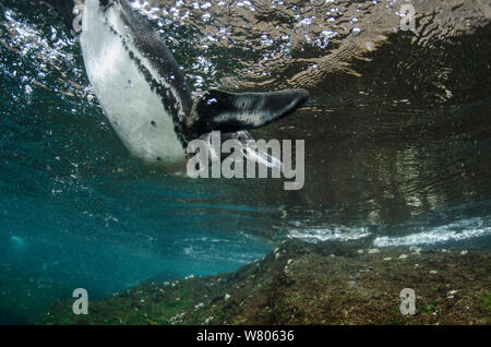 Galápagos-Pinguin (Spheniscus mendiculus) Unterwasser, Galapagos. Endemisch. Stockfoto