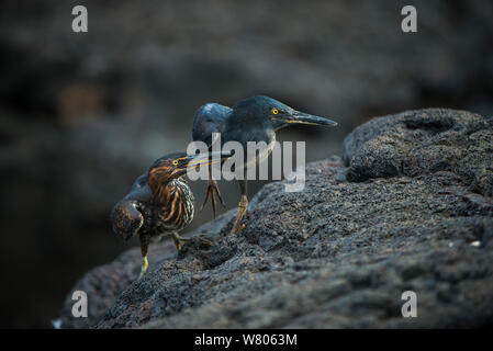 Lava Heron (Butorides sundevalli) Erwachsenen und Jugendlichen, Galapagos. Endemisch. Stockfoto