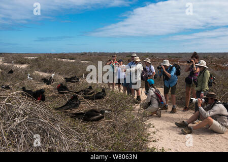 Touristen fotografieren Herrliche frigatebirds (Fregata magnificens) an der Kolonie mit Küken. North Seymour Insel. Galapagos. Stockfoto