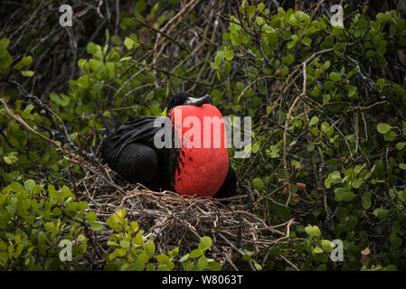 Herrliche Frigate (Fregata magnificens) männlich mit Tasche aufgepumpt auf Nest, Galapagos. Stockfoto