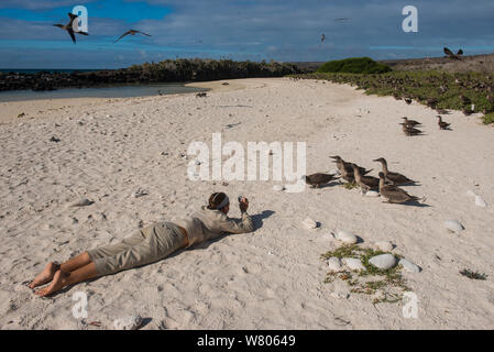 Guide Fotografieren von Red-footed Booby (Sula sula websteri) Kinder. Galapagos. Endemische Unterarten. Stockfoto