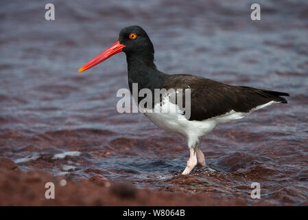 Amerikanische Austernfischer (Haematopus palliatus galapagensis) am Ufer, Galapagos. Endemisch. Stockfoto