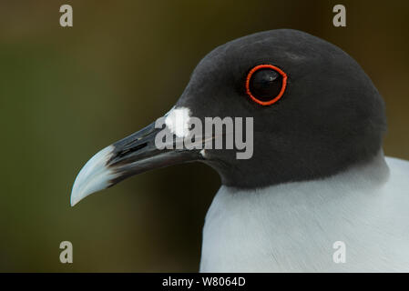 Swallow-tailed Gull (Larus furcatus) Nahaufnahme, Porträt, Galapagos. Endemisch. Stockfoto