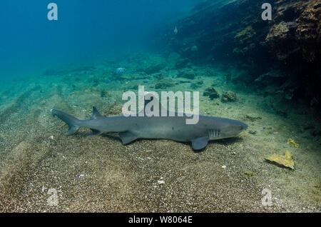 Weißspitzen Riff sShark (Triaenodon obesus) am Meeresboden, Galapagos. Stockfoto