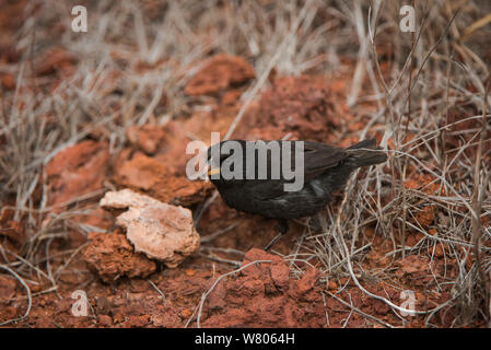Medium Grundfinken (Geospiza Fortis) Fütterung auf Heuschrecke, Galapagos. Stockfoto