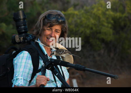 Galapagos Spottdrossel (Nesomimus parvulus) Landung auf Stativ von touristischen, Galapagos, endemisch. Stockfoto