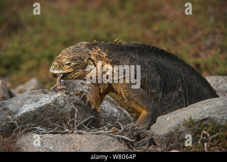 Galapagos land Iguana (Conolophus subcristatus) Fütterung, South Plaza Insel. Galapagos. Endemisch. Stockfoto