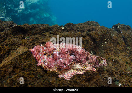 Stein Drachenkopf (Scorpaena mystes plumeri) giftige Arten. Galapagos. Stockfoto