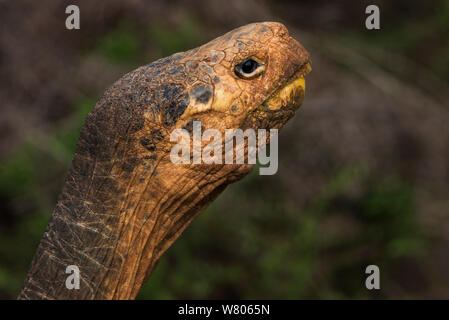 Galapagos Riesenschildkröte (Chelonoidis hoodensis) &#39; Diego&#39; Teil der Zucht in Gefangenschaft. Ursprünglich von Espanola Island, dann eine Ausstellung am Sand Diego Zoo, und jetzt Deckkater in wiederbelegung Programm. Galapagos National Park. Insel Santa Cruz. Galapagos, endemisch. Stockfoto