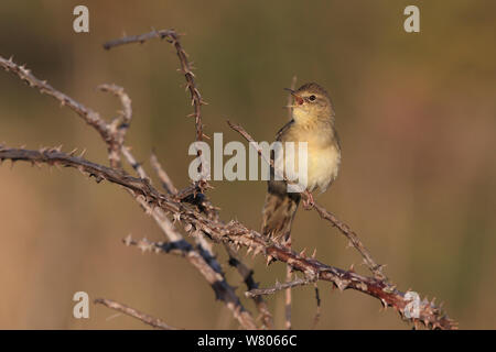 Grasshopper Warbler (Locustella naevia) singen auf Thorn, Norfolk, England, UK, April. Stockfoto