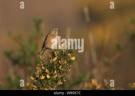 Hänfling (Carduelis cannabina) auf Ginster, Suffolk, England, UK, April thront. Stockfoto