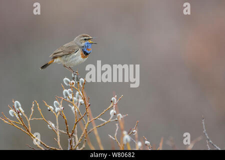 Männliche Blaukehlchen (Luscinia svecica) auf einem Zweig, Singen, Oppland, Norwegen, Juni thront. Stockfoto