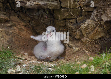 Northern Eissturmvogel (Fulmarus glacialis) Küken zu betteln, Shetlandinseln, Schottland, Großbritannien, Juli. Stockfoto