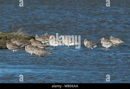 Wandernden Herde der Eurasischen Brachvögel (Numenius arquata) ruht auf einer Insel nach Lee. Molwerk, Insel Texel, Niederlande. Stockfoto